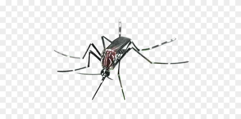 500x357 Mosquito Png Images Free Download - Insect PNG