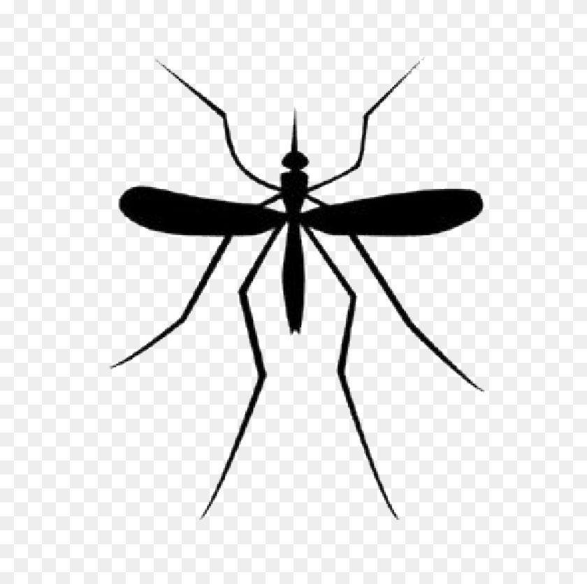 698x777 Mosquito Png