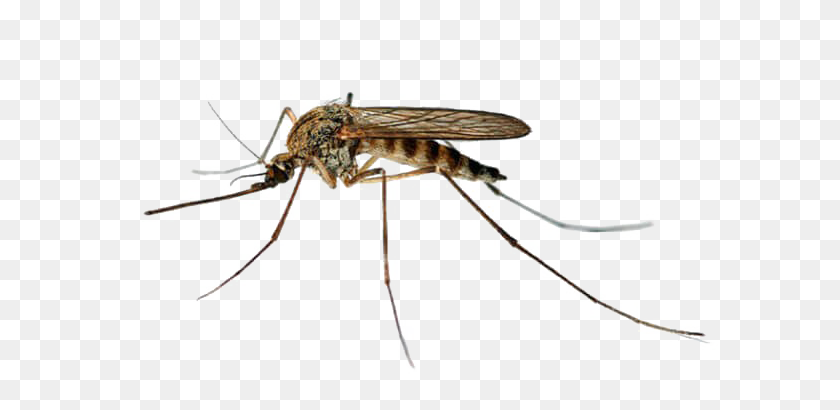 620x350 Mosquito Png