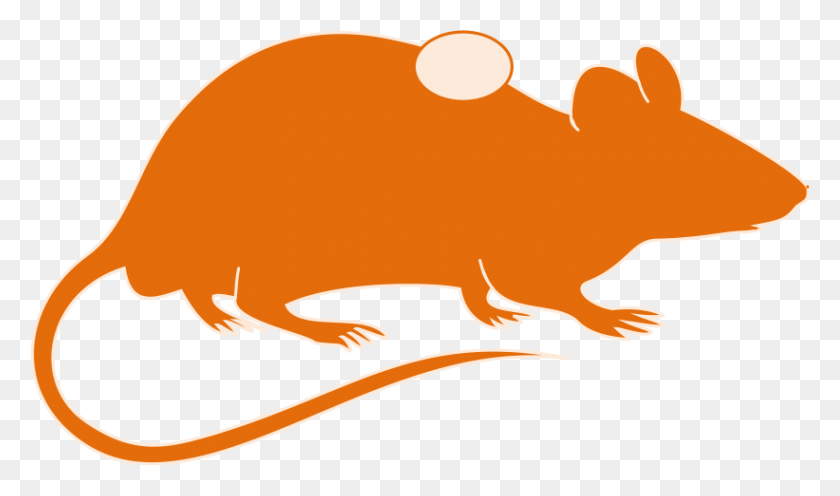 821x459 Mouse Clipart Research - Research Clipart