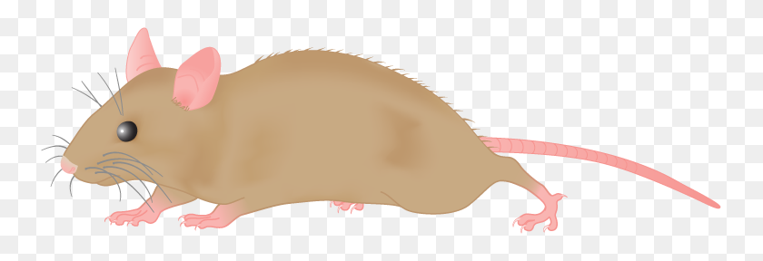 749x228 Mouse Free To Use Clip Art - Gerbil Clipart