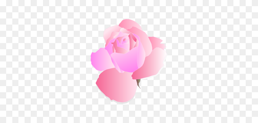 308x340 Пион Moutan Акварельная Живопись Компьютерные Иконки Розовые Цветы Бесплатно - Розовые Акварельные Цветы Png