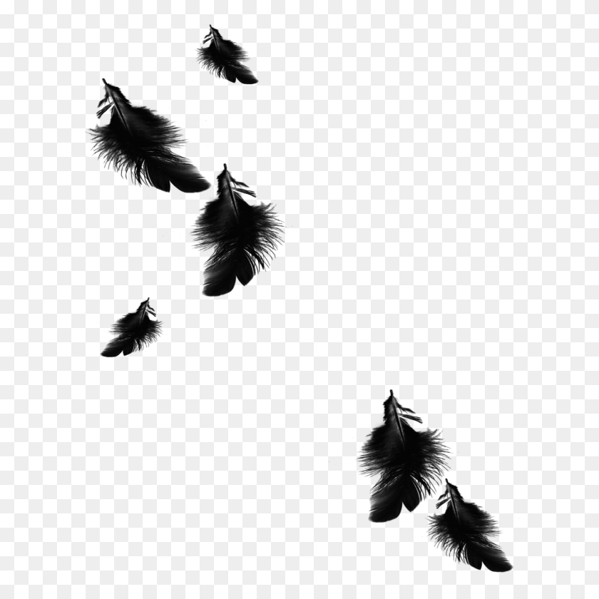 2289x2289 Mq Black Feather Feathers Floating Falling - Black Feathers PNG