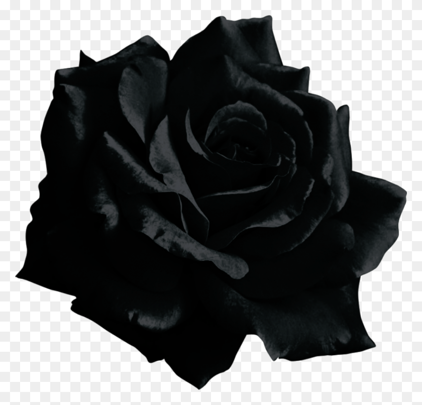 1129x1080 Mq Black Rose Flower - Black Rose PNG