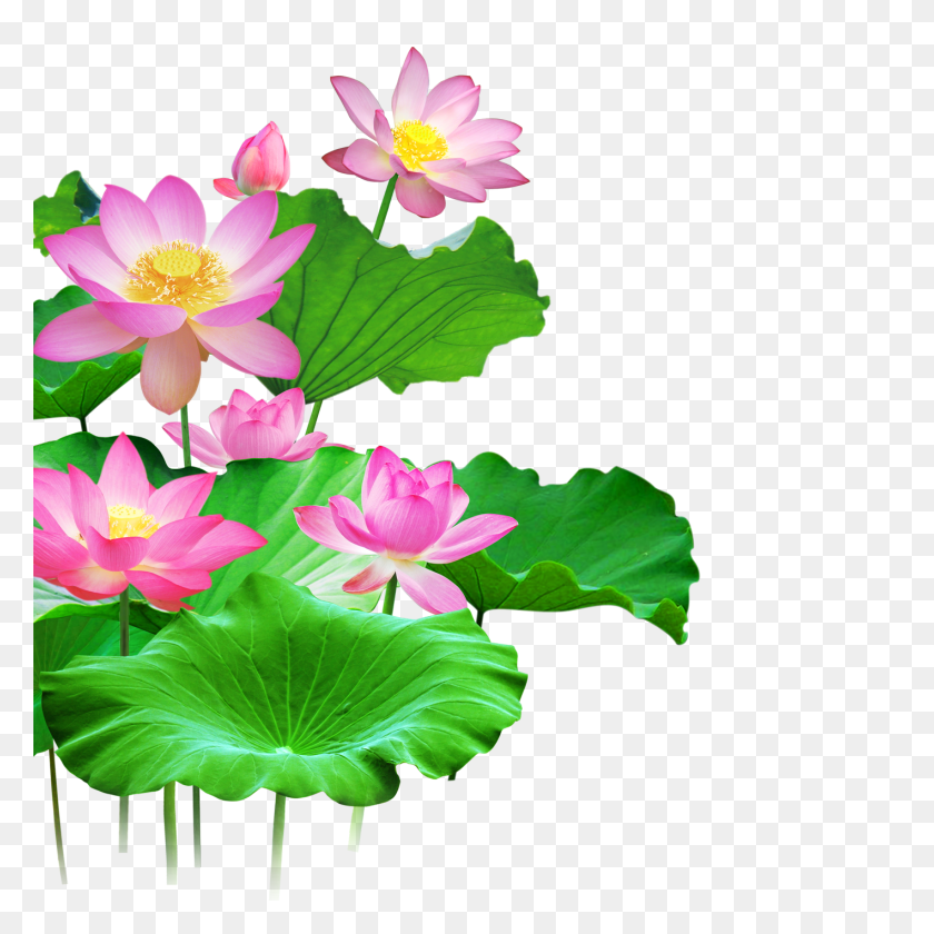 1417x1417 Mq Lotus Flower Flowers Pink Waters Green Leaf - Lotus Flower Images Clipart