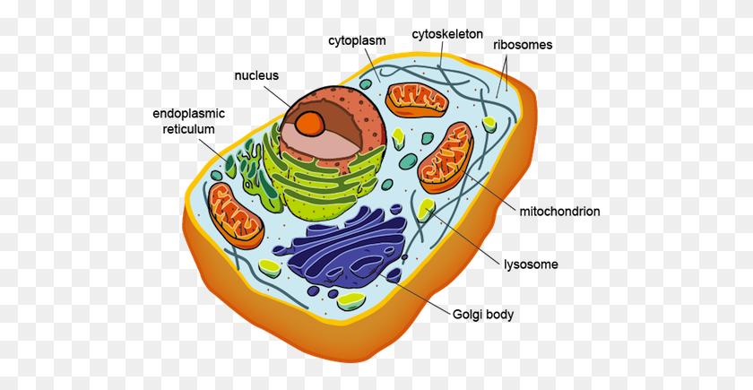500x375 Capítulo De La Clase De Biología De La Sra. Lopez - Mitocondria Clipart