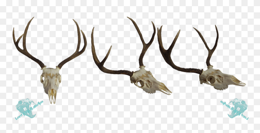 1024x486 Mule Deer Skull Stock - Deer Skull PNG