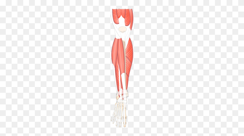 1200x630 Muscles That Act On Foot Ankle - Muscles PNG