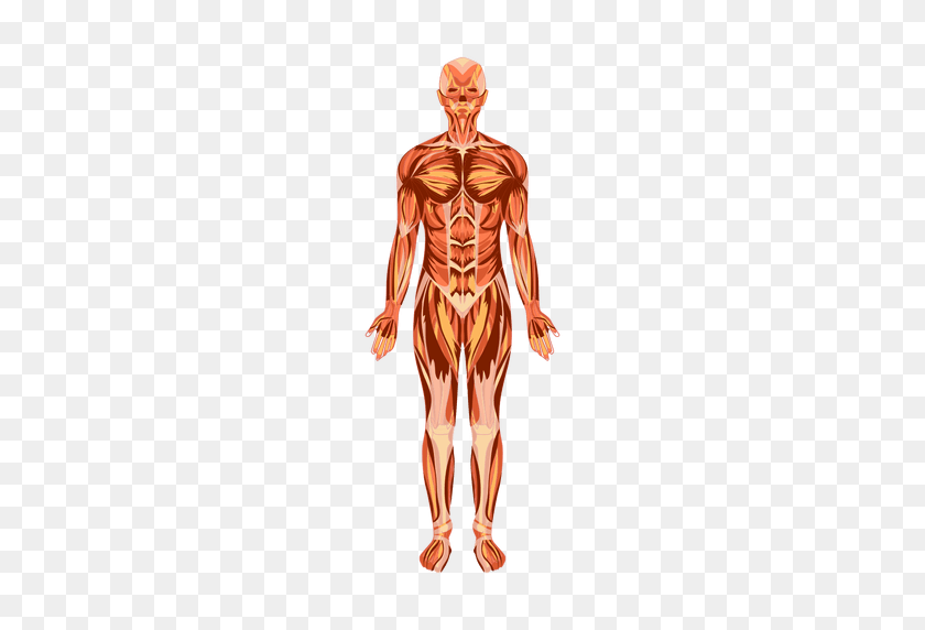 512x512 Muscular System Anatomy Human Body - Muscle PNG