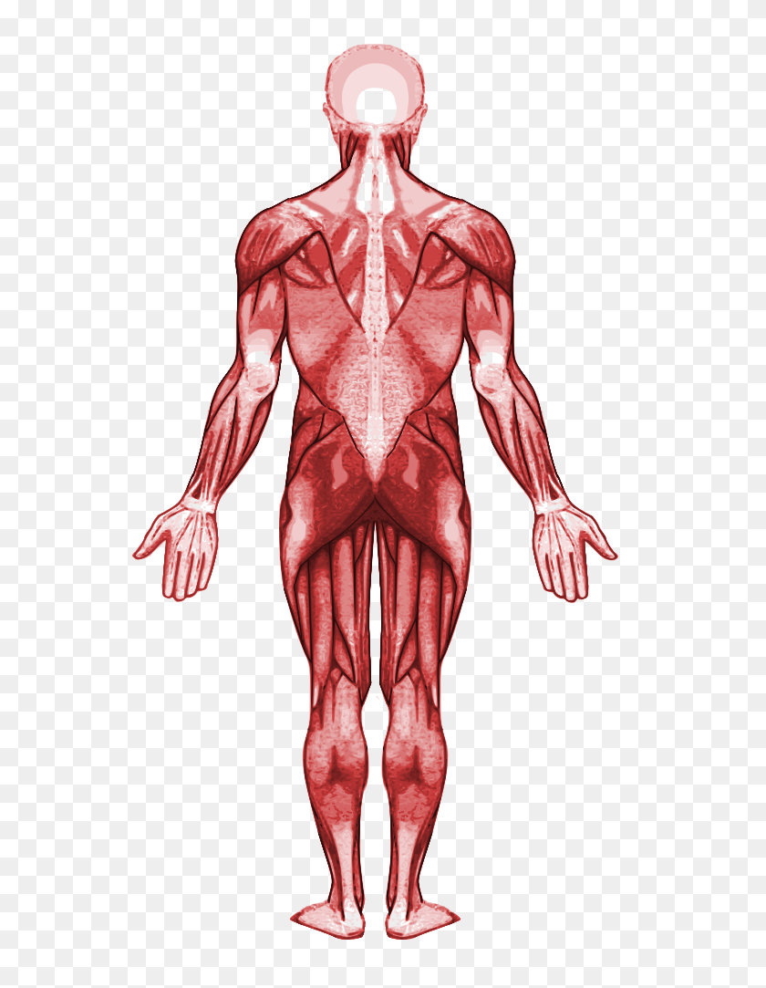 731x1023 Muscular System Back - Muscles PNG