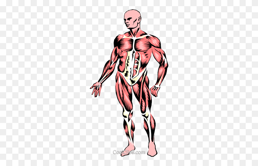 256x480 Musculature Royalty Free Vector Clip Art Illustration - Muscular System Clipart