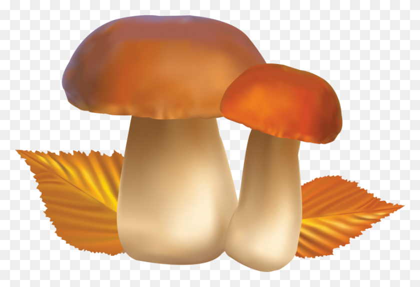 850x561 Mushroom Png - Mushroom PNG