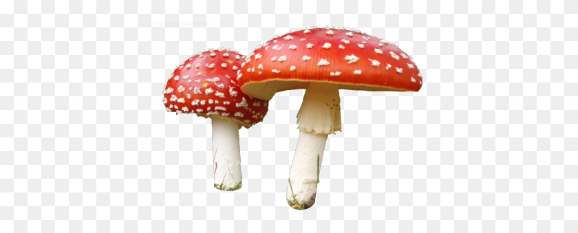 400x279 Mushroom Png Images Transparent Free Download - Mushroom PNG