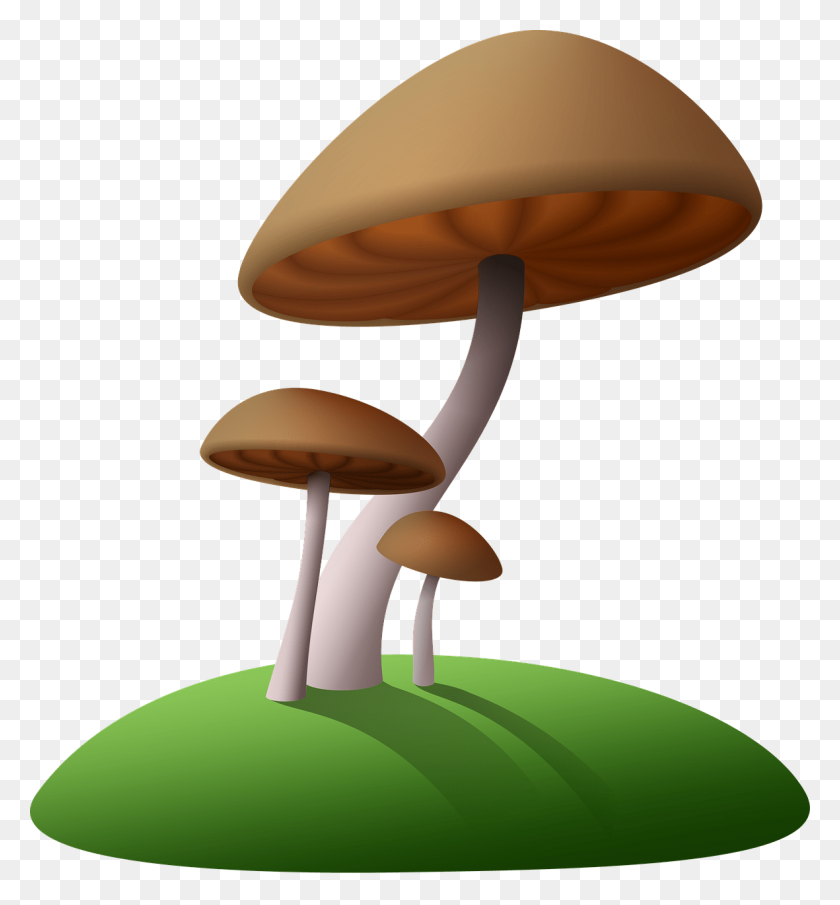 1181x1280 Mushrooms Brown Clipart Transparent Png - Mushrooms PNG