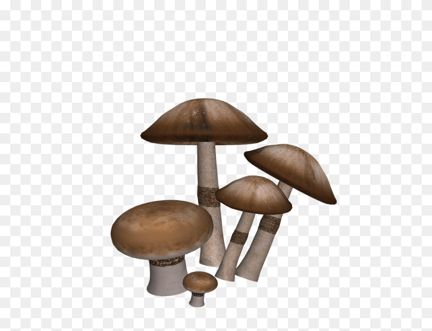 1280x960 Mushrooms Collection Transparent Png - Mushroom PNG