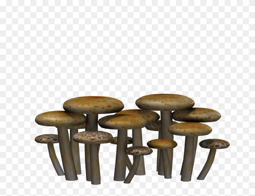 1280x960 Mushrooms Flat Heads Transparent Png - Mushroom PNG