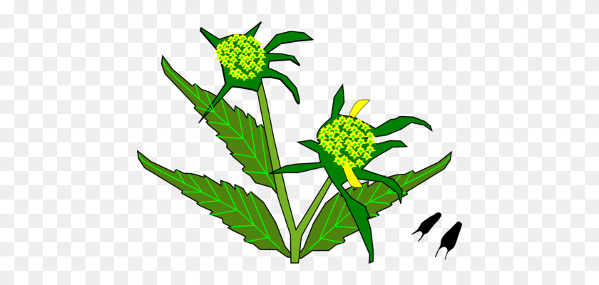 456x340 Mustard Plant Parable Of The Mustard Seed - Mustard Seed Clipart