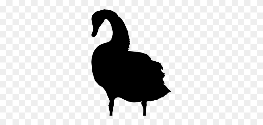 255x340 Mute Swan Goose Duck Anatidae Black Swan - Swan PNG