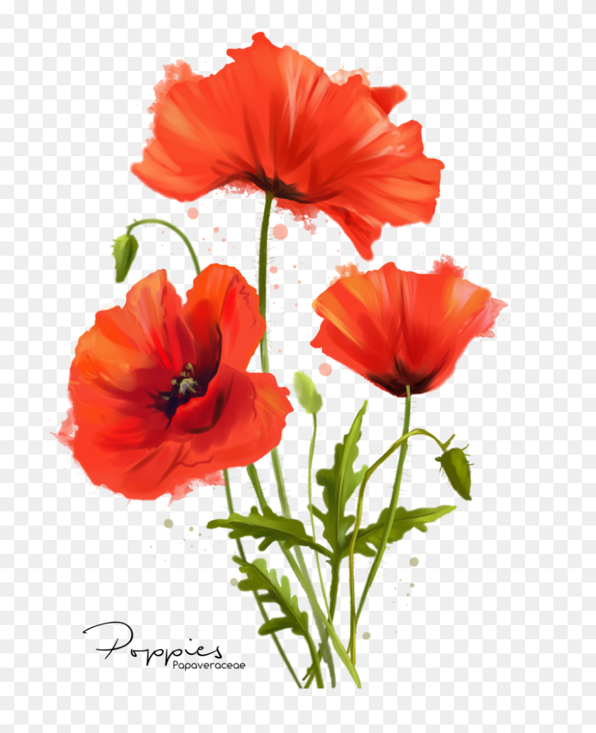 800x997 My Flowers Poppies Watercolor Painting - Water Color Flower PNG