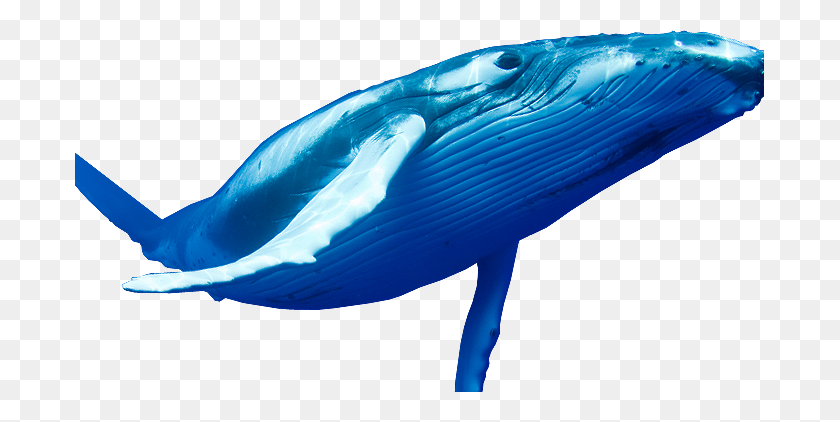 689x362 Naa Adda Does Blue Whale Game Is A Mindgame - Blue Whale PNG