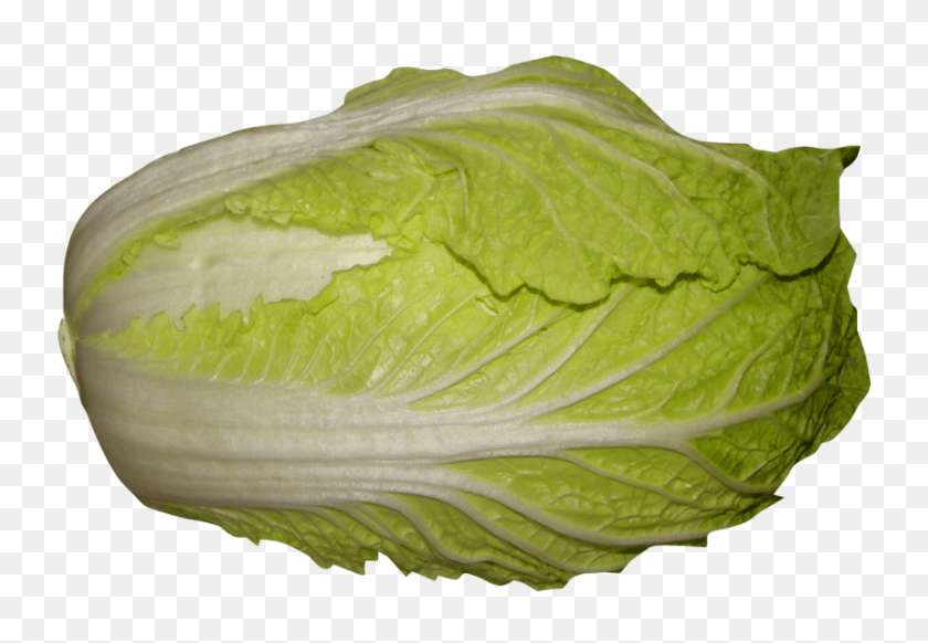 850x569 Napa Cabbage Png - Cabbage PNG