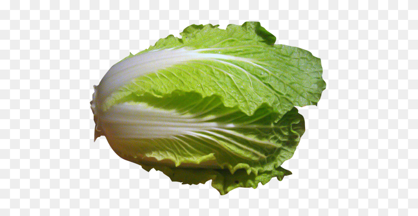 500x375 Napa Cabbage Png Image - Cabbage PNG