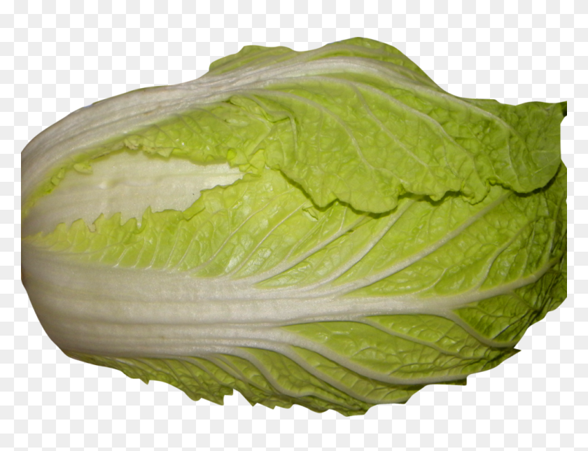1024x768 Napa Cabbage Png Png Transparent Best Stock Photos - Lettuce PNG