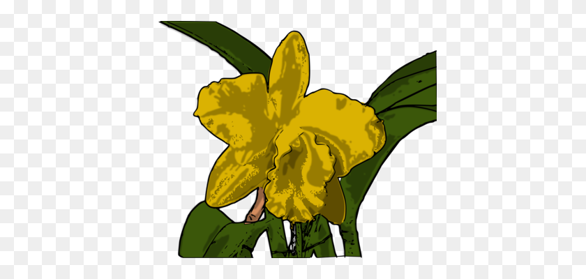 412x340 Narcissus - Daffodil Clip Art