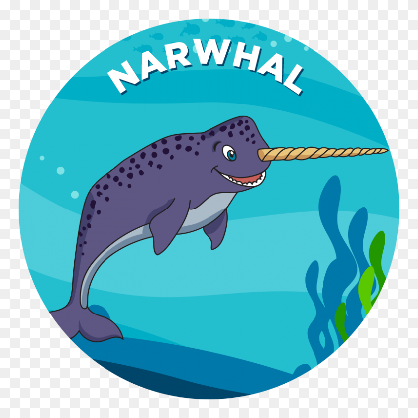 800x800 Narwhal - Narwhal PNG