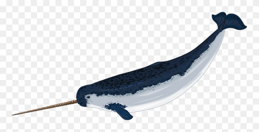 800x379 Narwhal Clip Art - Pencil Case Clipart