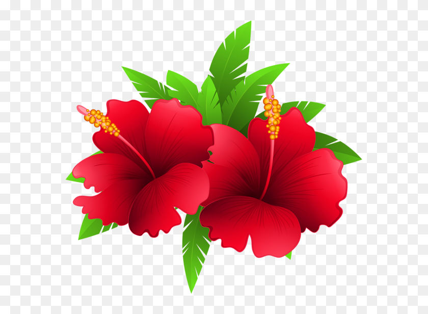 600x556 Nature Flowers, Exotic Flowers - Tropical Flowers PNG
