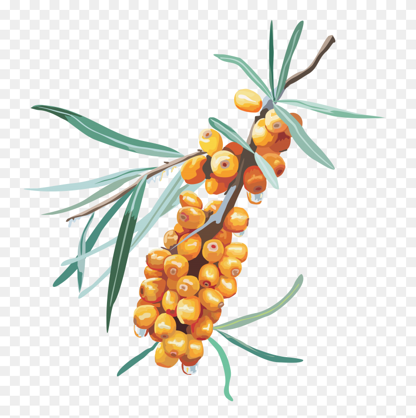 7444x7500 Nature Nature And Sea - Fruit Tree PNG