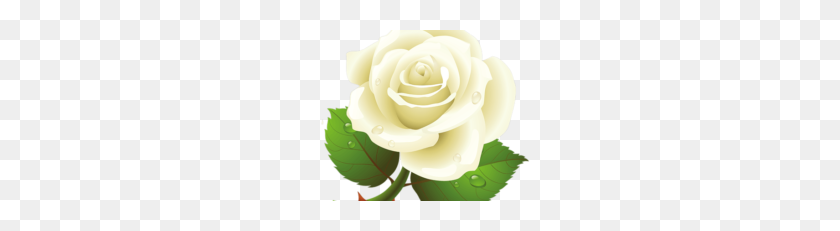 228x171 Nature Vector, Clipart - White Rose PNG