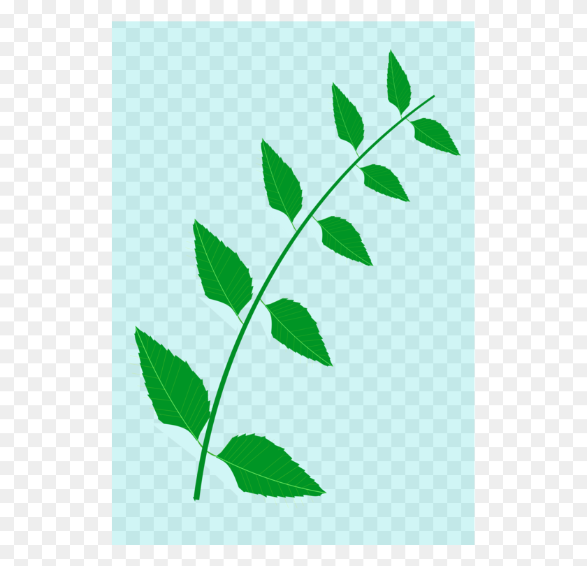 519x750 Neem Tree Leaf Drawing Medicinal Plants - Birch Tree Clip Art