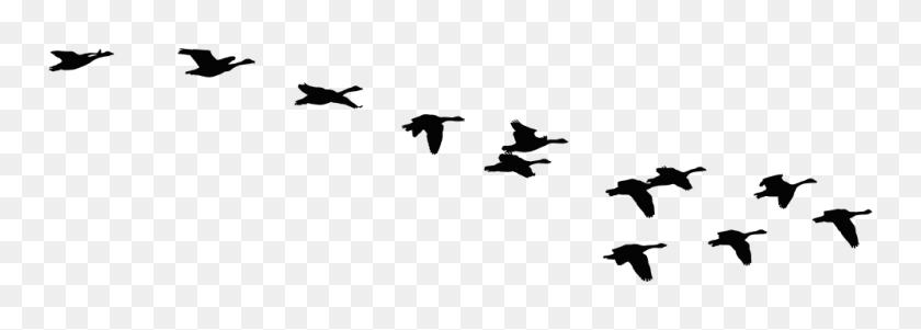 1000x309 Neoteric Flying Geese Silhouette Onlinelabels Clip Art Flock - Shutterstock Clipart