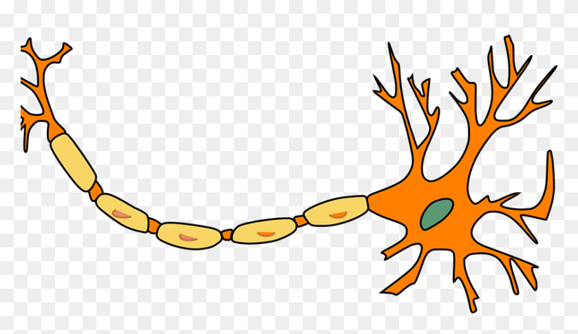 842x460 Nerves Clipart Neuropathy - Timid Clipart
