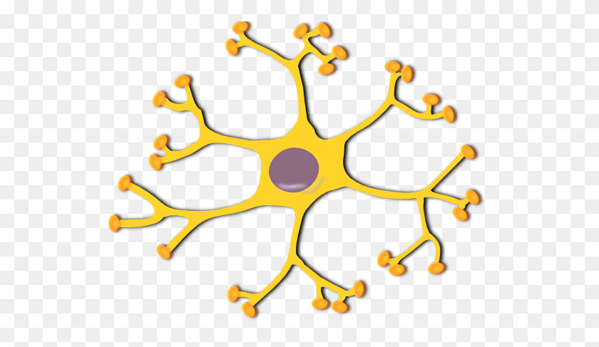 535x427 Neuron - Sensory Clipart