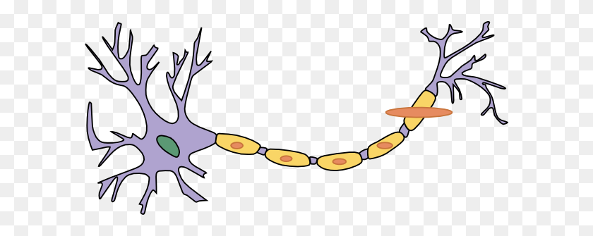 600x275 Neuron - Bipolar Clipart
