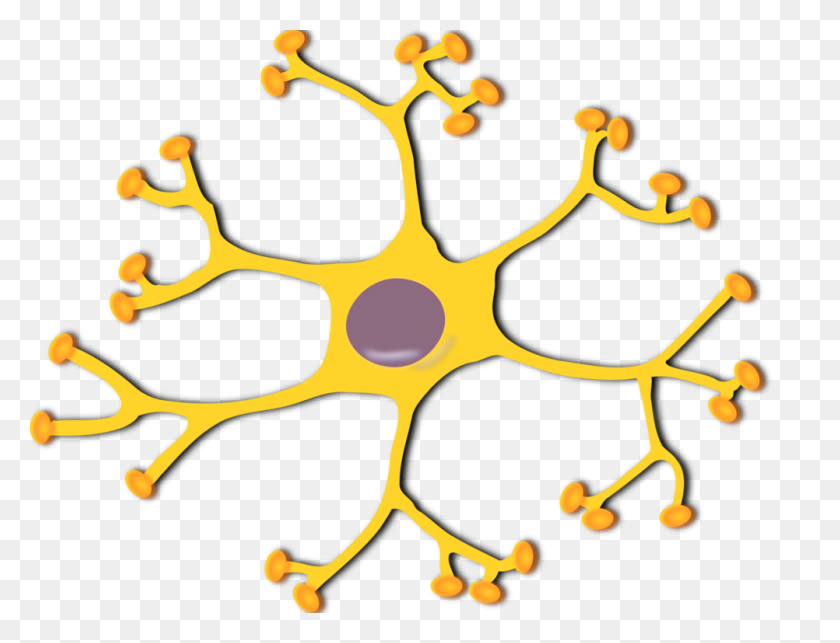 1002x750 Нейрон Нервная Клетка Мозга Нервной Системы - Нервный Клипарт