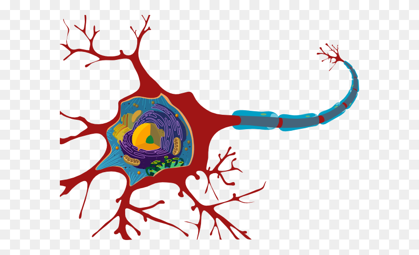 600x451 Neuron Clip Art - Neuron Clipart