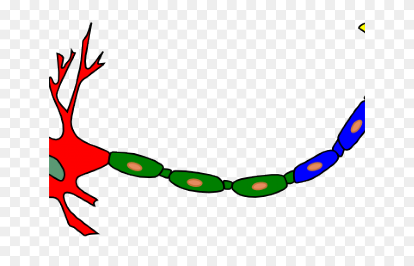 640x480 Neuron Clipart Biology Art Free Clipart Ilustraciones De Stock - Pistacho Clipart
