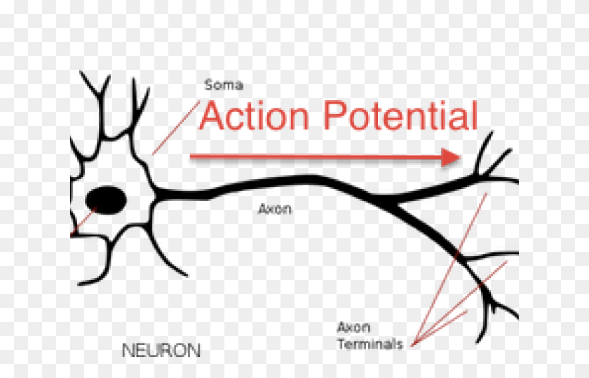 640x480 Neuron Clipart Neuro - Neuroscience Clipart