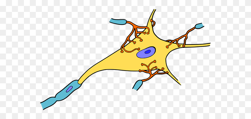 571x340 Neuron Clipart Science - Clipart De Anatomía Y Fisiología