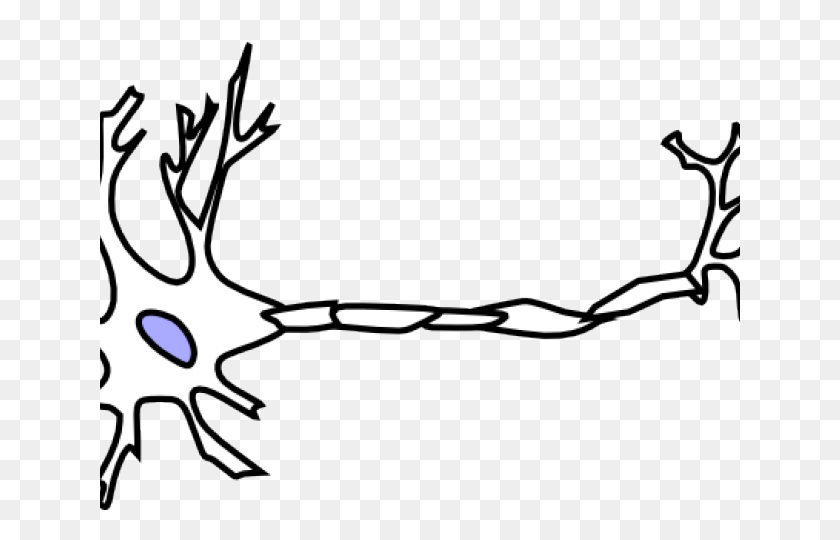 640x480 Neuron Clipart Synapse - Golgi Apparatus Clipart