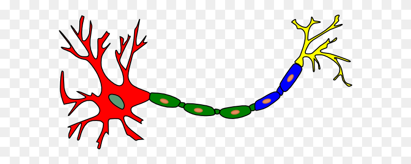 600x275 Neuron Colored Clip Art - Neuron Clipart