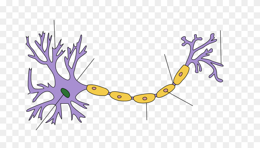 2000x1075 Neuron Hand Tuned - Neurons PNG