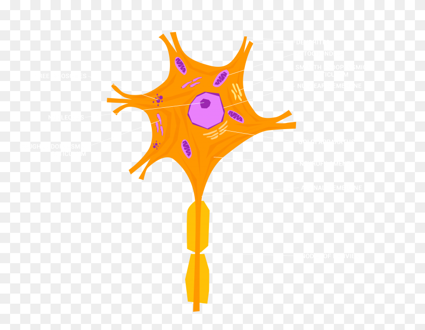 4096x3112 Neurons - Neurons PNG