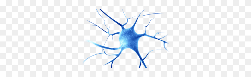 300x200 Neurons Png Png Image - Neurons PNG