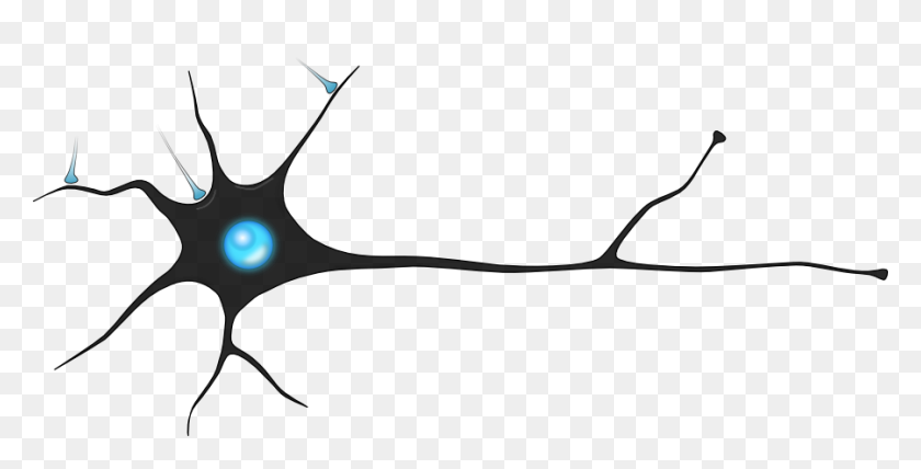 900x425 Neurons Png Png Image - Neurons PNG