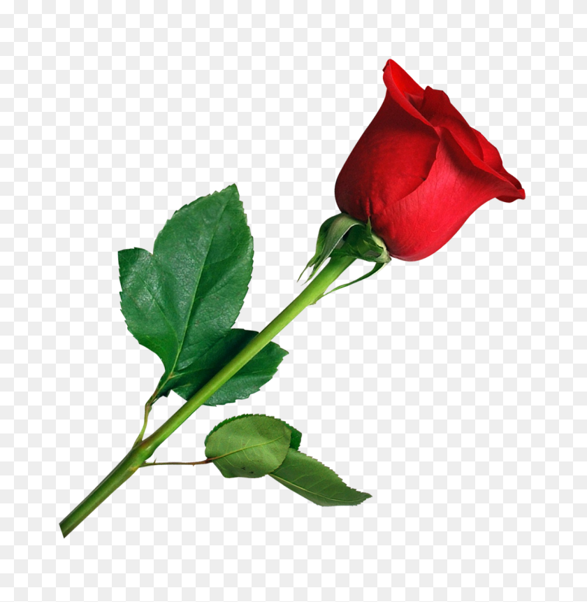 1140x1172 День Святого Валентина Роза Png Изображения